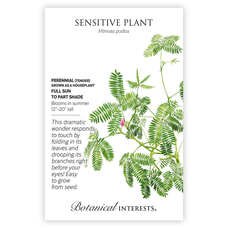 Botanical Interests Sensitive Plant (Mimosa pudica) seed packet featuring a detailed illustration of feathery green foliage with one small pink puffball flower, alongside text noting it's a tender perennial grown as a houseplant, full sun to part shade, blooming in summer, reaching 12–20 inches tall and folding its leaves when touched.