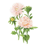 Illustration of soft apricot-pink King Size Apricot Aster flowers with multi-layered petals, green foliage, and unopened buds, isolated on a plain white background.