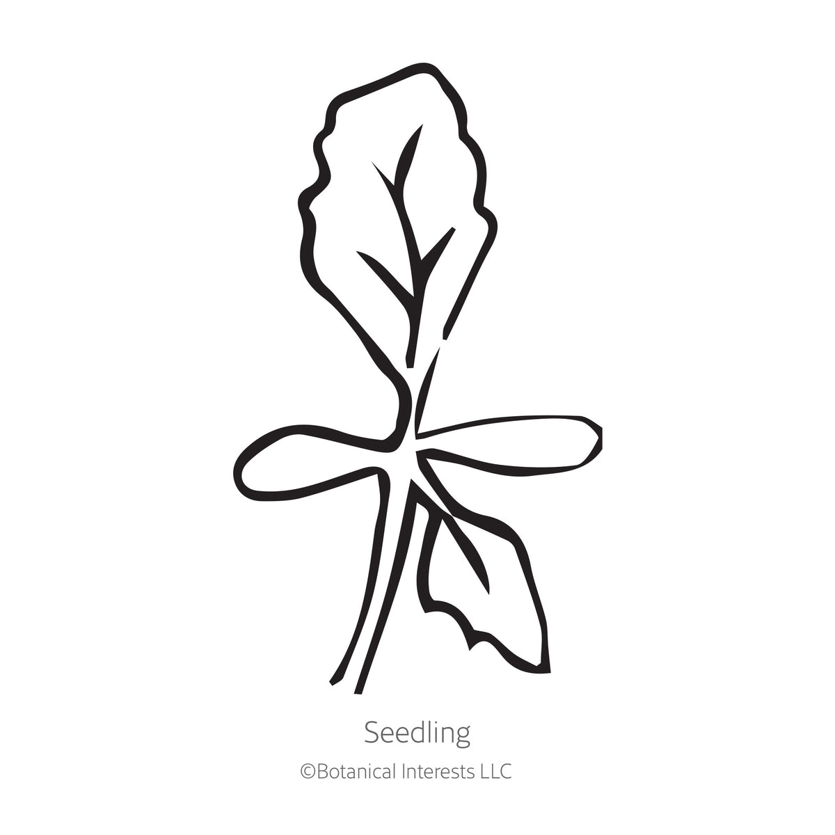 Black and white sketch of an aster seedling with Botanical Interests branding.