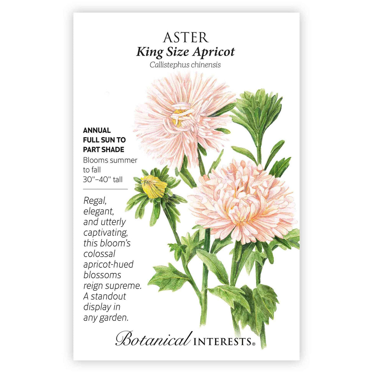 Front of a Botanical Interests "Aster King Size Apricot" seed packet with botanical  information and illustration of soft apricot-pink flowers with green stems on a white background.