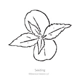 Black and white sketch of a balsam seedling with Botanical Interests branding.