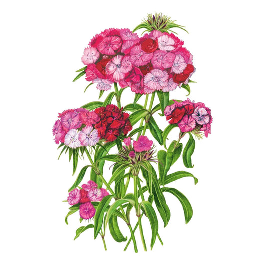 Illustration of Sweet Rose Magic Sweet William flowers showing dense clusters of white, pale pink, and deep rose blooms with green foliage on a plain white background.