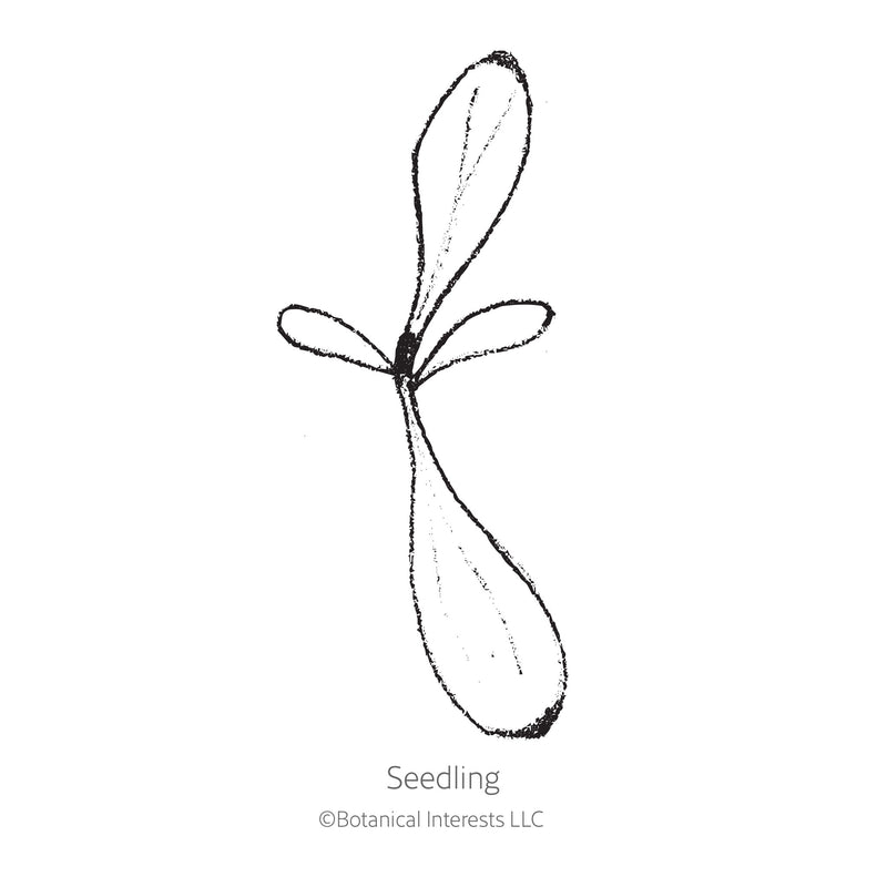 Simple black-and-white line drawing of a seedling, showing a small root and four elongated seed leaves branching from a central point, labeled 