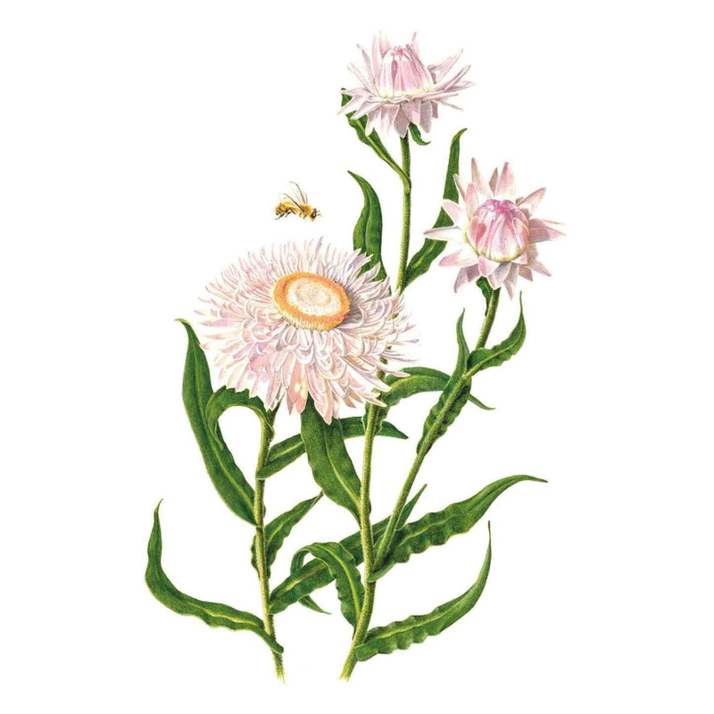 Light silvery-pink King Size Silvery Rose Strawflower blooms with yellow-orange centers, deep green leaves, and a bee flying nearby.