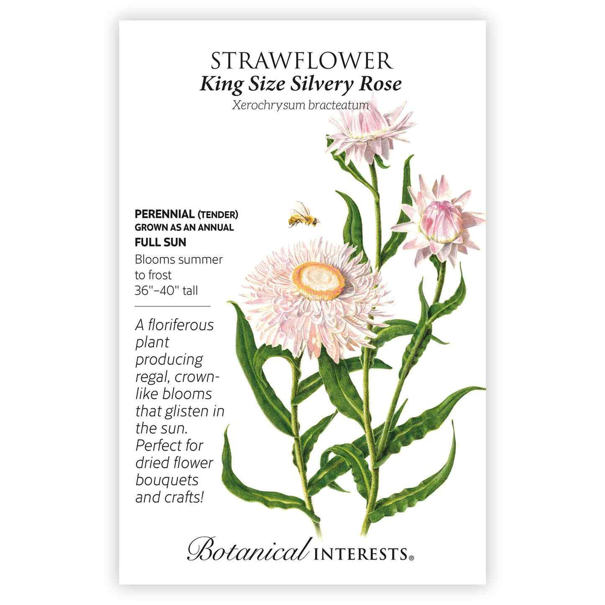 "Strawflower King Size Silvery Rose" seed packet displaying a botanical illustration of light silvery-pink flowers with a bee on a white background.