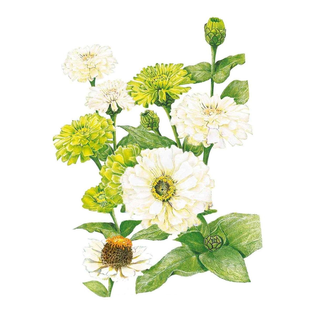 Botanical illustration of lime-green and creamy-white Key Lime Pie Blend zinnias on a white background.