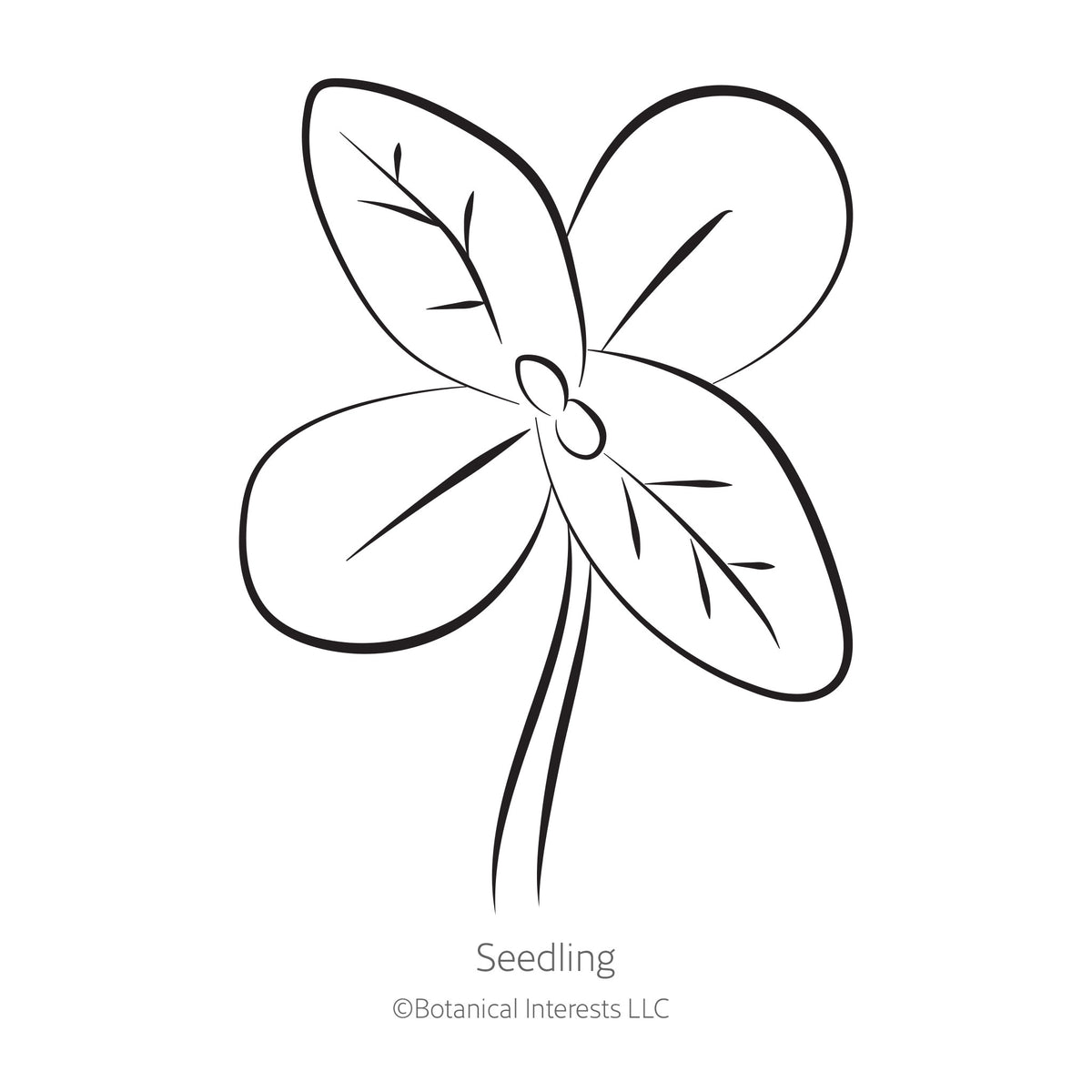 Black and white sketch of a zinnia seedling with Botanical Interests branding.