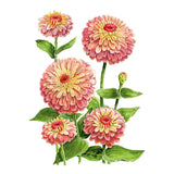 Illustration of dusky rose and lime-green Queeny Lime Red zinnia flowers with yellowish-orange centers and green foliage