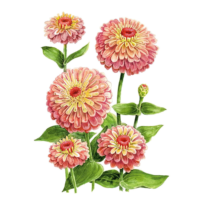 Illustration of dusky rose and lime-green Queeny Lime Red zinnia flowers with yellowish-orange centers and green foliage