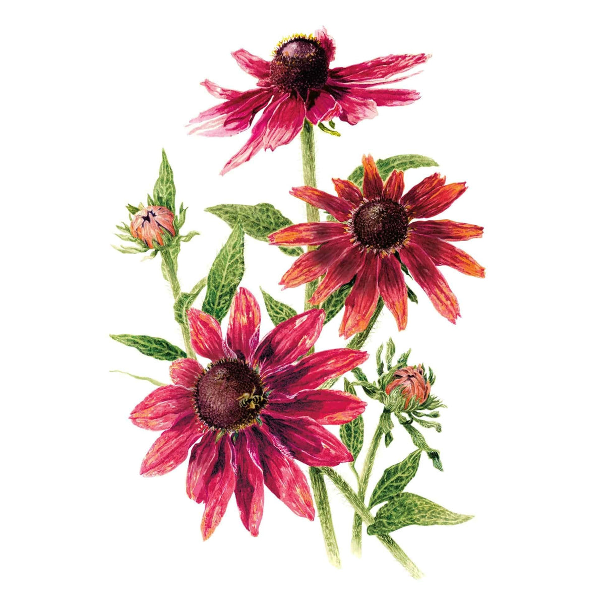 Botanical illustration of deep red Cherry Brandy black-eyed Susan flowers on a white background.