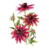 Botanical illustration of deep red Cherry Brandy black-eyed Susan flowers on a white background.