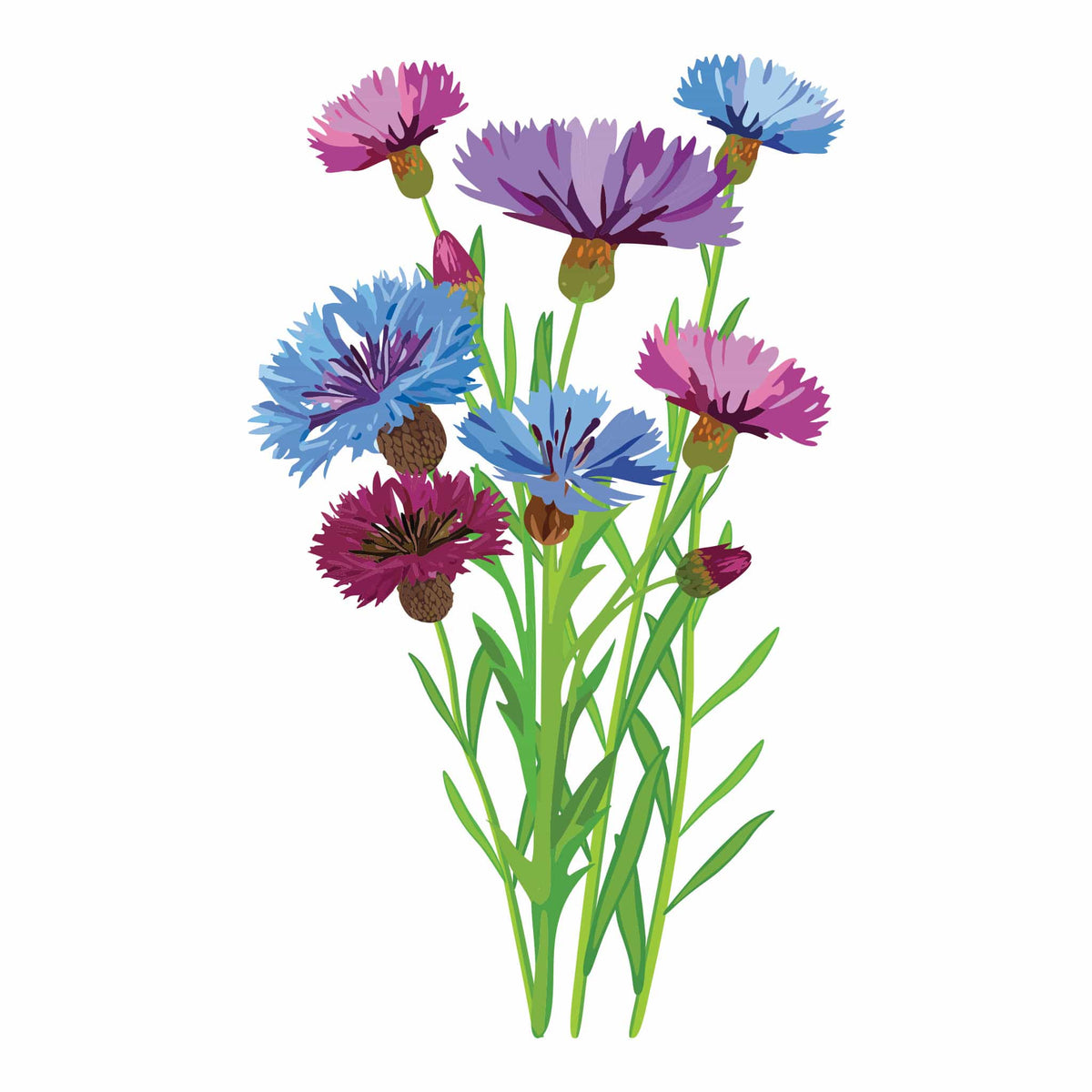 Detailed botanical illustration of blue, purple, and pink Polka Dot Mix Bachelor's Button flowers on leafy green stems, isolated on a plain white background.