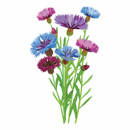 Detailed botanical illustration of blue, purple, and pink Polka Dot Mix Bachelor's Button flowers on leafy green stems, isolated on a plain white background.