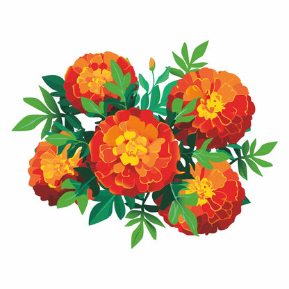 Detailed botanical illustration of vibrant red and orange Red Cherry French Marigold flowers with bright yellow centers and leafy green stems, isolated on a plain white background.