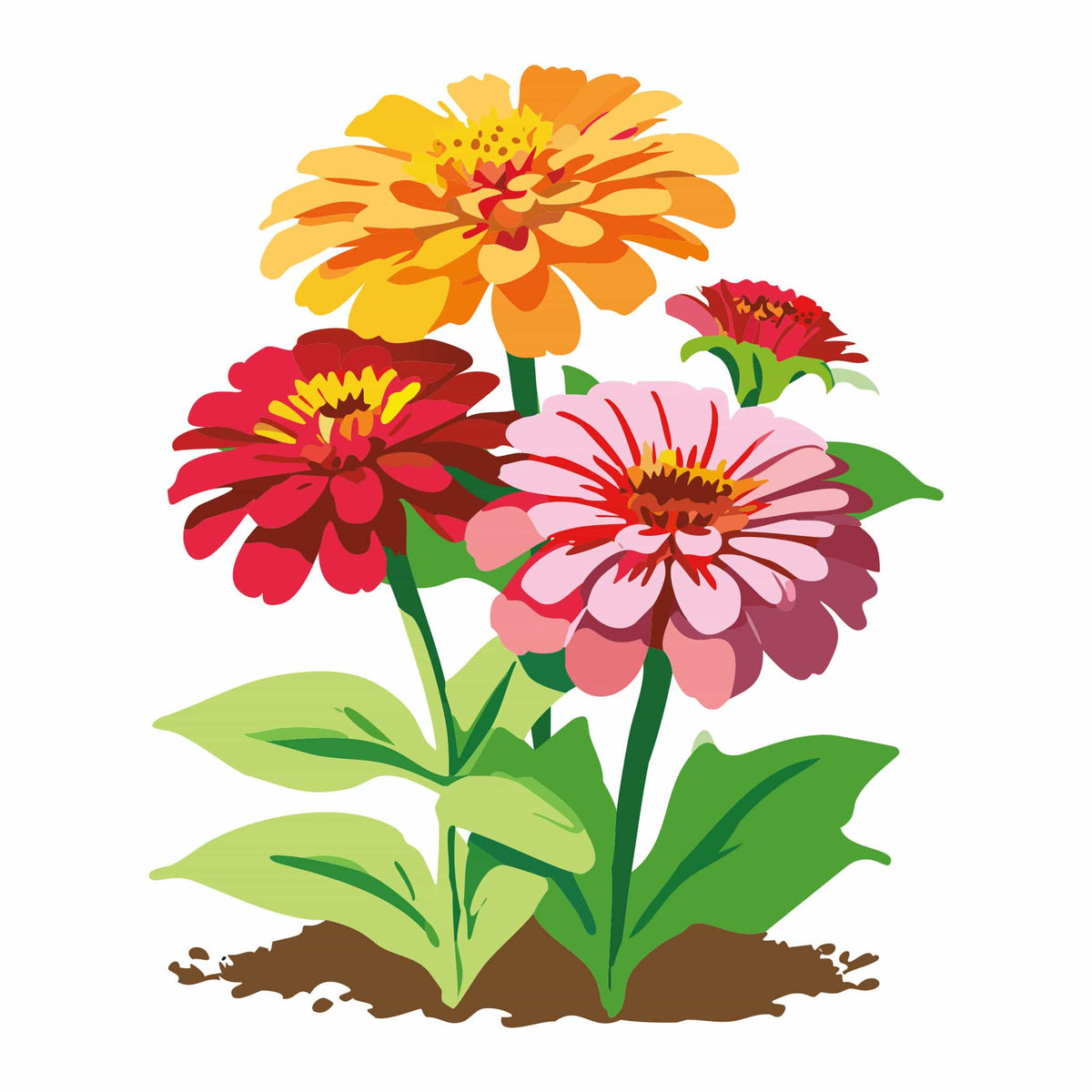 Detailed botanical illustration of vibrant orange, red, and pink State Fair Mix Zinnias on leafy green stems growing out of garden soil, isolated on a plain white background.