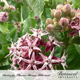 Close-up of showy milkweed flower clusters with star-shaped pink and burgundy blooms and curled petals, alongside unopened fuzzy buds tinged pink-green, set against broad green leaves, labelled 