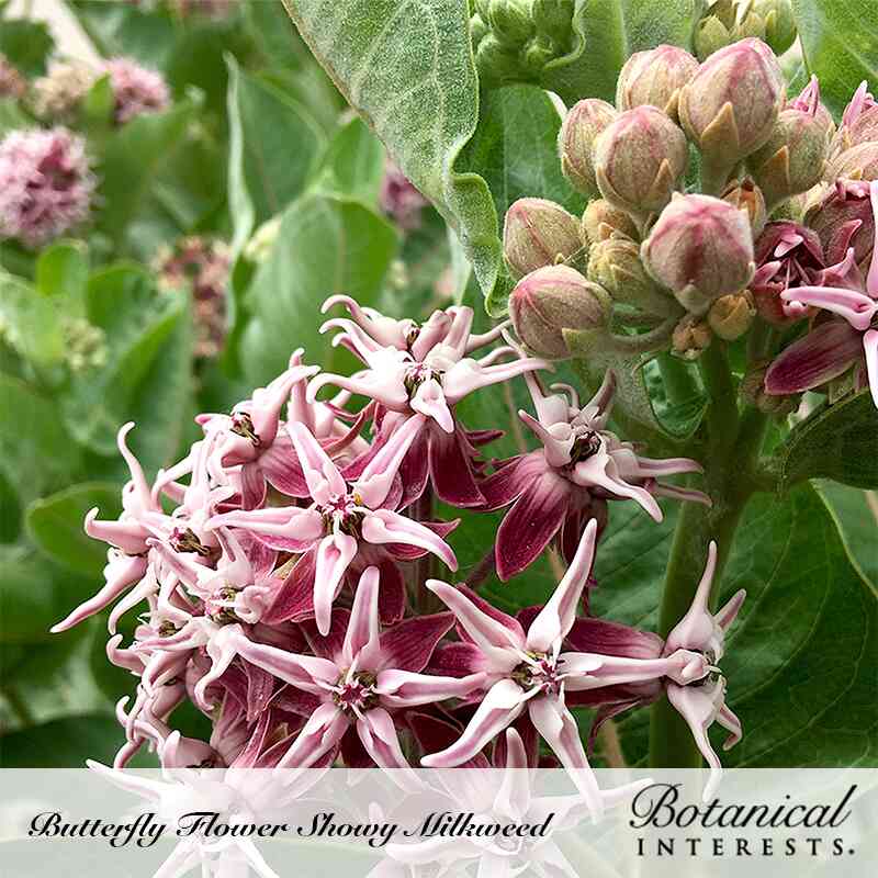 Close-up of showy milkweed flower clusters with star-shaped pink and burgundy blooms and curled petals, alongside unopened fuzzy buds tinged pink-green, set against broad green leaves, labelled 