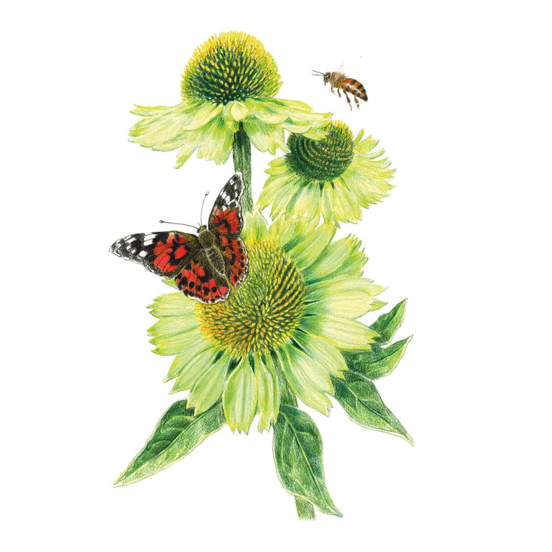 Botanical illustration of lime-green Alan's Pride echinacea flowers with a butterfly and bee on a white background.