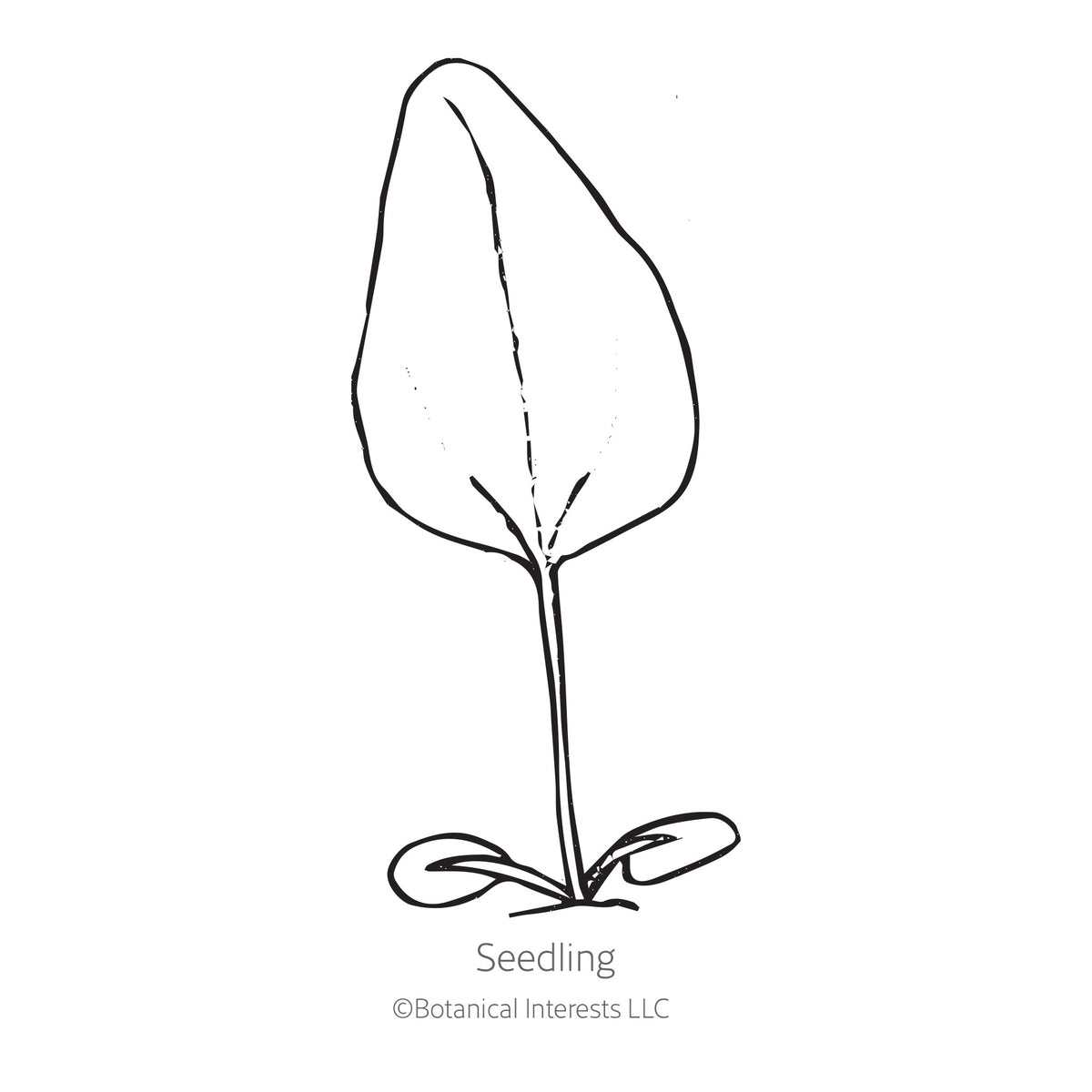 Black and white sketch of an echinacea seedling with Botanical Interests branding.