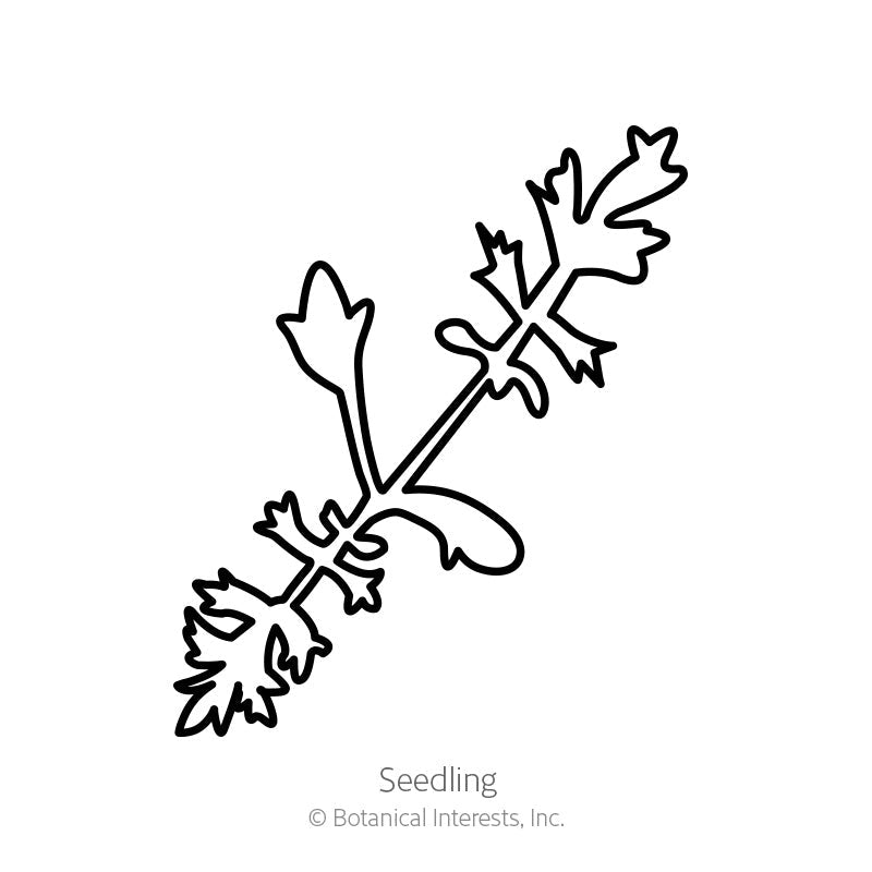 Simple black-and-white line drawing of a yarrow seedling showing its feathery, deeply divided leaves along a slender stem, labeled 
