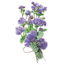 Botanical illustration of Blue Planet ageratum, showing a hand-tied bouquet of fluffy purple-blue flower clusters and green serrated leaves, stems bound with twine, against a white background.
