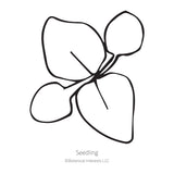 Simple black-and-white line illustration of an Ageratum seedling with four rounded leaves branching from a central stem, labelled 
