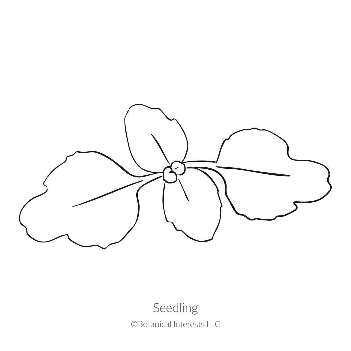 Line drawing of a young clarkia seedling with four rounded, wavy-edged leaves radiating from a central stem, labeled "Seedling" beneath the illustration.
