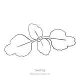 Line drawing of a young clarkia seedling with four rounded, wavy-edged leaves radiating from a central stem, labeled 