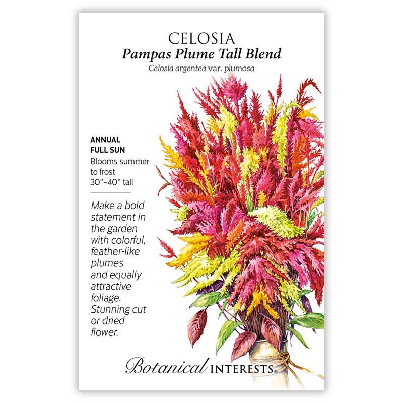 Seed packet for Pampas Plume Tall Blend Celosia featuring a watercolor illustration of tall, feathery plumes in shades of red, pink, orange, and yellow gathered in a bundle, with printed text noting it's a full-sun annual blooming summer to frost, growing 30 to 40 inches tall.