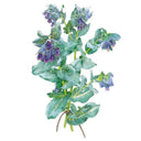 Botanical illustration of Purple Tear Honeywort showing clusters of drooping, bell-shaped purple flowers along arching stems with blue-green, veined oval leaves, tied at the base with twine.