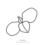 Line drawing of a young seedling with two rounded cotyledon leaves and one emerging true leaf, labelled 