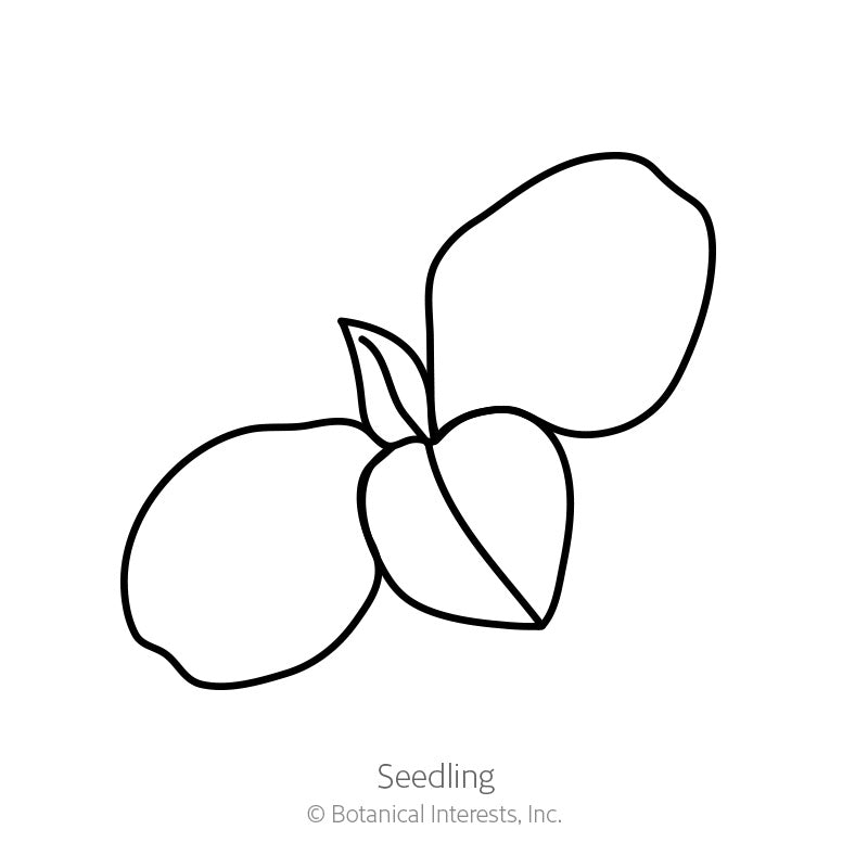 Line drawing of a young seedling with two rounded cotyledon leaves and one emerging true leaf, labelled 
