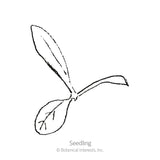 Line drawing of a young seedling with two rounded lower leaves and one elongated upper leaf, labeled 