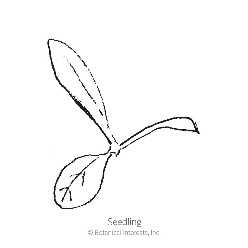 Line drawing of a young seedling with two rounded lower leaves and one elongated upper leaf, labeled 
