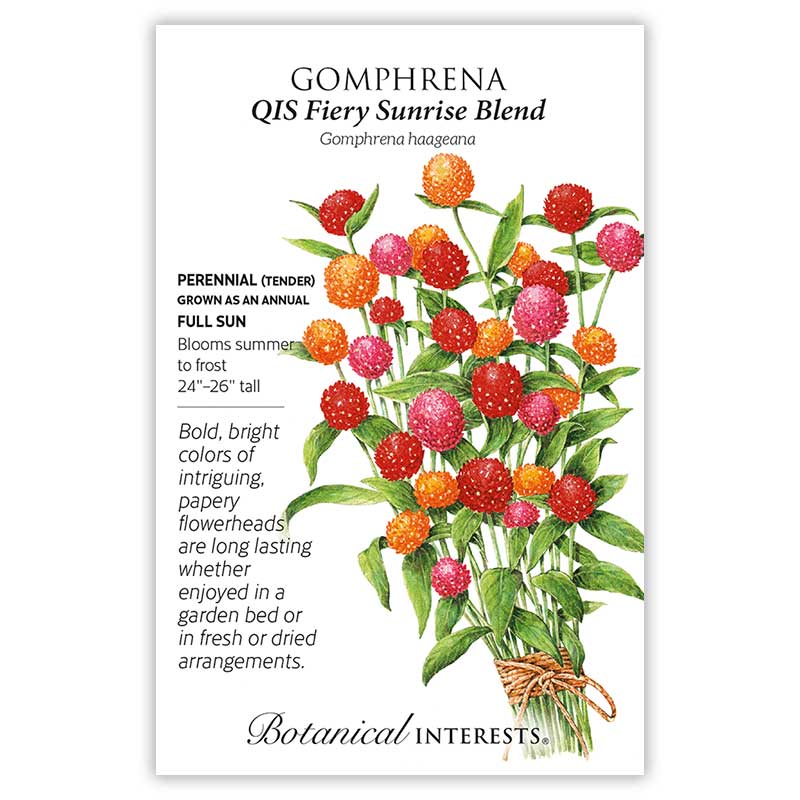 Seed packet for Gomphrena QIS Fiery Sunrise Blend, illustrated with a bunch of round, papery flowerheads in red, orange, and pink atop tall green stems, alongside text noting it's a tender perennial grown as an annual, full sun, blooming summer to frost, reaching 24–26 inches tall.