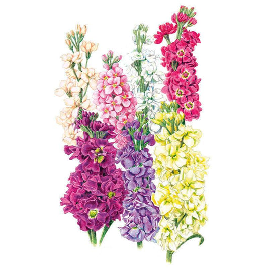 Botanical illustration of Column Blend stock flowers showing seven tall spikes densely packed with ruffled blooms in cream, pink, white, crimson, purple, mauve, and pale yellow, each stem lined with buds at the tip.