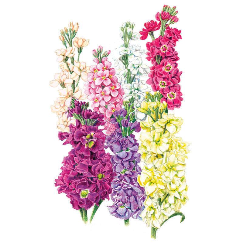 Botanical illustration of Column Blend stock flowers showing seven tall spikes densely packed with ruffled blooms in cream, pink, white, crimson, purple, mauve, and pale yellow, each stem lined with buds at the tip.