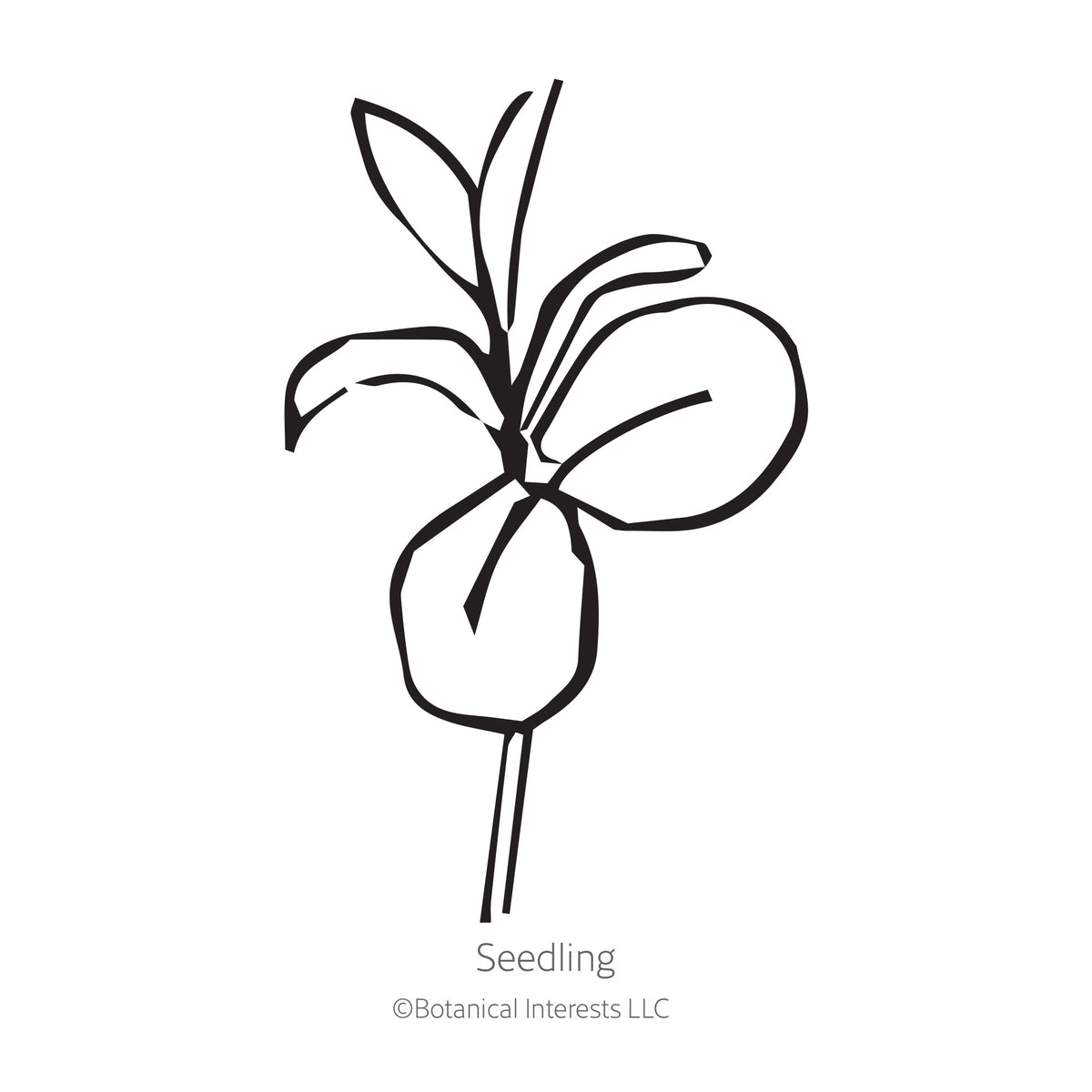 Botanical illustration of multicolored Charmer Blend flax blooms on a white background.