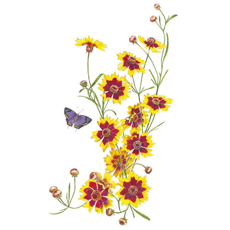 Botanical illustration of plains coreopsis showing clusters of yellow daisy-like flowers with deep red centres, slender green stems, unopened buds, and a small purple butterfly, set against a plain white background.