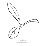 Black and white sketch of a gomphrena seedling with Botanical Interests branding.