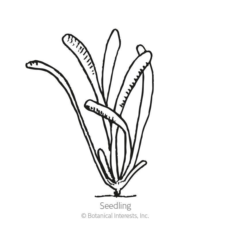 Line drawing of a young statice seedling with several long, narrow, slightly curved leaves emerging from a single base, labeled "Seedling" beneath the illustration.