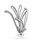 Line drawing of a young statice seedling with several long, narrow, slightly curved leaves emerging from a single base, labeled 