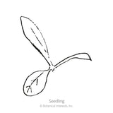 Simple black-and-white line drawing of a young seedling with two rounded cotyledon leaves and one elongated true leaf, labeled 