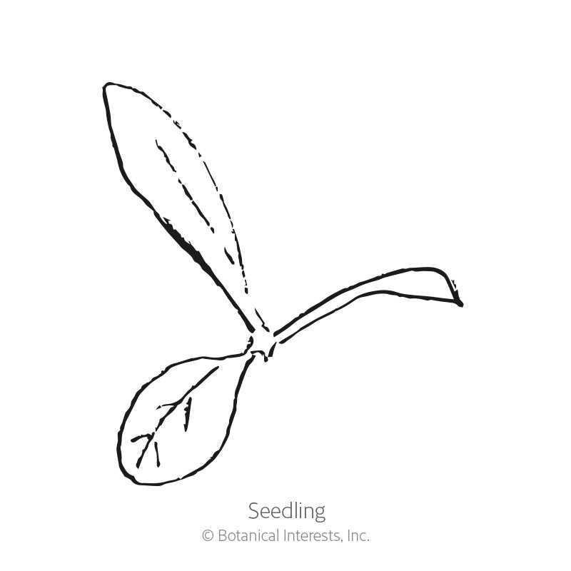Simple black-and-white line drawing of a young seedling with two rounded cotyledon leaves and one elongated true leaf, labeled 