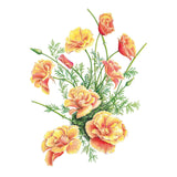 Illustration of semi-double and double Sparky Apricot California poppy blooms in vibrant apricot and warm orange hues with reddish-burgundy undersides and fine green foliage.