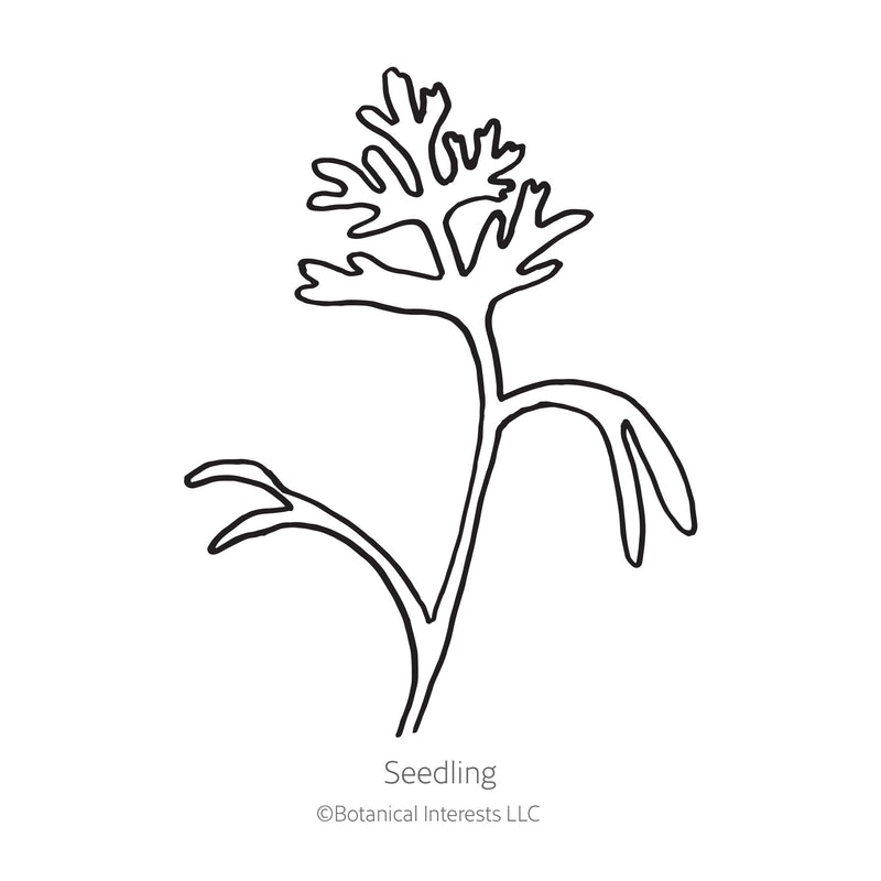 Black and white line drawing illustration of a young California poppy seedling with narrow cotyledons and deeply lobed true leaves, labeled 