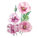 Detailed botanical illustration of blush pink, burgundy, and soft red Pandora poppy blooms with delicate green buds and stems, isolated on a plain white background.