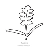 Black and white line drawing illustration of a young poppy seedling with slender lower leaves and lobed upper leaves, labeled 