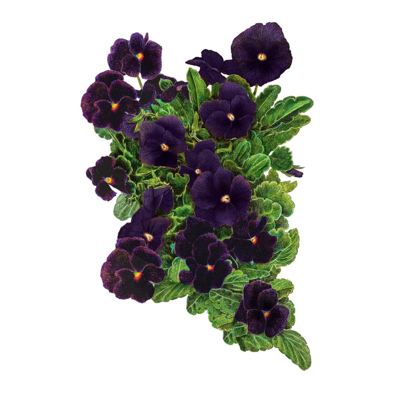 Illustration of a lush cluster of deep purple, near-black Back to Black viola flowers with tiny yellow centers and bright green leaves, isolated on a plain white background.