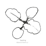 Black and white sketch of a viola seedling with Botanical Interests branding.